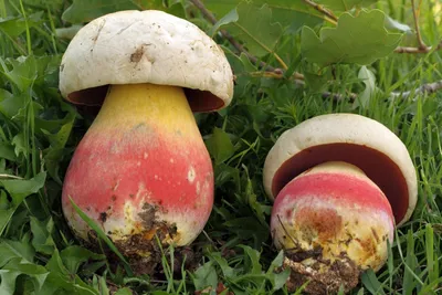 Сатанинский гриб (Rubroboletus satanas) фото и описание