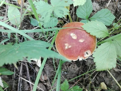 Самые главные грибы сибирских лесов - Сибирь - info.sibnet.ru