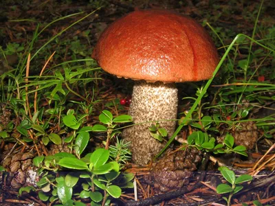 Съедобные грибы Якутии - фото и картинки: 66 штук