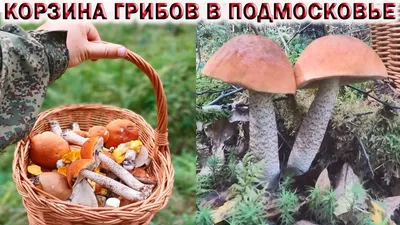 ❗БЕЛЫЕ ГРИБЫ И ПОДОСИНОВИКИ В ЛЕСАХ ПОДМОСКОВЬЯ.🍄КОРЗИНА ГРИБОВ - YouTube