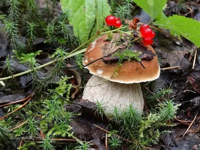 Съедобные грибы на Урале - фото и картинки: 63 штук
