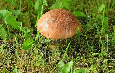 Тихая охота на Сахалине: какие грибы, где и когда собирают на острове -  SakhalinMedia