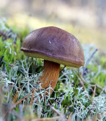 Польский гриб (Imleria badia) фото и описание