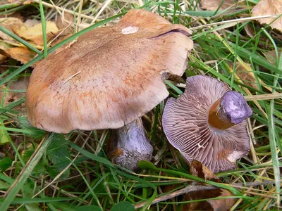 Вячеслав Степанов: Грибы Калужской области - Паутинник багряный  (Cortinarius purpurascens)