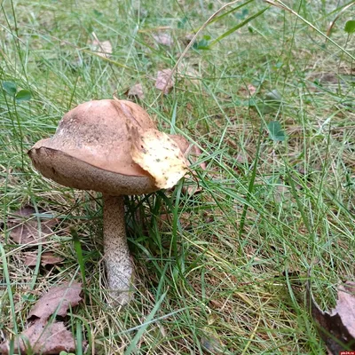 Съедобные грибы Якутии - 44 фото