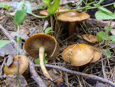 Чешуйчатка гаревая (Pholiota highlandensis) – Грибы Сибири