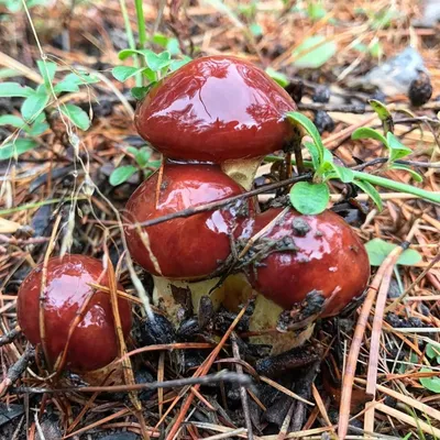 Валуй (Russula foetens): описание, где растет, как отличить, фото и сходные  виды