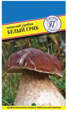 Съедобные грибы Якутии - фото и картинки: 66 штук