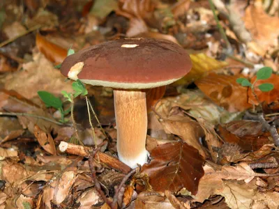 Мицелий грибов Белый гриб, 60 мл — купить в интернет-магазине по низкой  цене на Яндекс Маркете