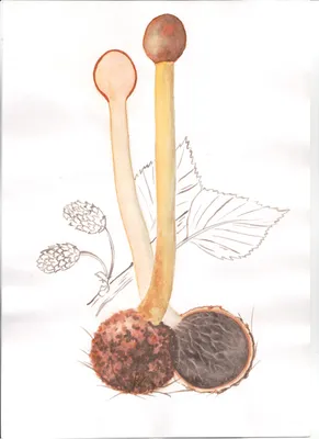 Польский гриб (Imleria badia) фото и описание