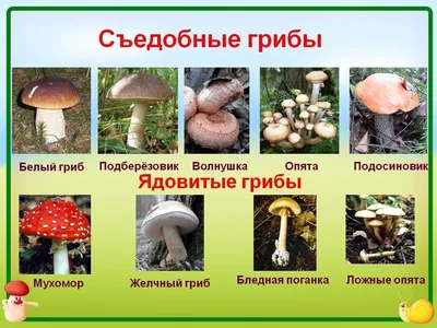 🍄 Рыжик настоящий (Lactarius deliciosus) — Съедобные и условно съедобные  грибы, описание, фото | LePlants.ru