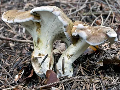 Съедобные грибы Ямала - 46 фото