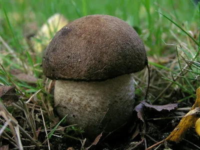 Съедобные грибы на Урале - фото и картинки: 63 штук