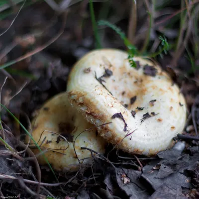 Груздь водянистозоновый (Lactarius aquizonatus) – Грибы Сибири