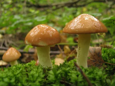 Плютей умбровоподобный (Pluteus umbrosoides) фото и описание