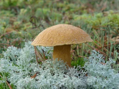 Подосиновик белоножковый (Leccinum albostipitatum) - YouTube