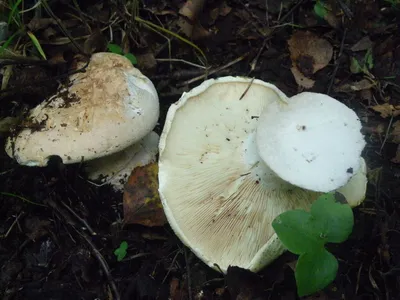 Съедобные грибы Якутии - 44 фото