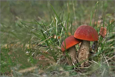 Редкие грибные находки сезона 2020: Белосвинуха трёхцветная и другие | RMK