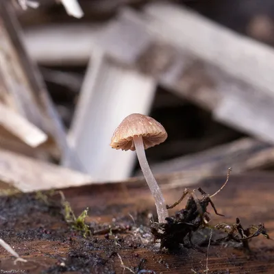 Псатирелла рогозная (Psathyrella typhae) – Грибы Сибири