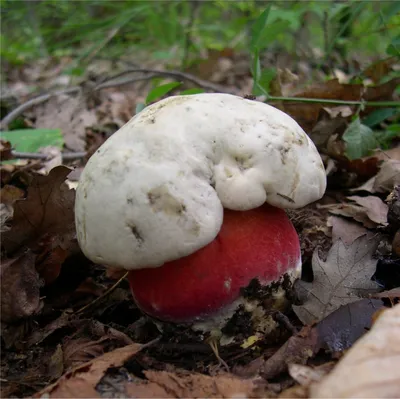 Белые грибы сушеные 1000 гр — купить в интернет-магазине OZON с быстрой  доставкой