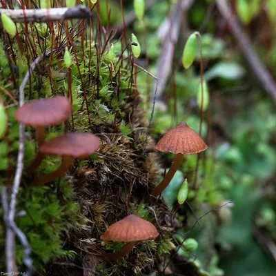 Галерина дюймовая (Galerina uncialis) – Грибы Сибири