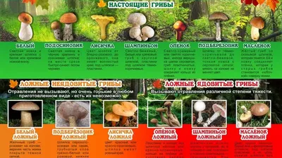 Роспотребнадзор информирует о случаях отравления ядовитыми грибами :: Krd.ru