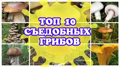 ТОП 10 СЪЕДОБНЫХ ГРИБОВ - YouTube