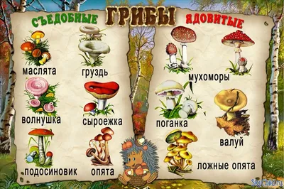 Осторожно — грибы! | МАДОУ детский сад №235