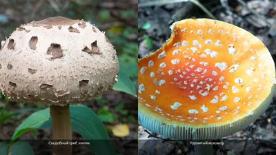 Как отличить съедобный гриб от несъедобного