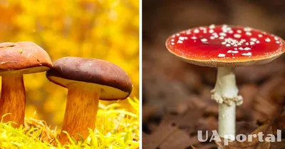 Как отличить съедобный гриб от ядовитого - признаки ядовитых грибов и  правила сбора грибов