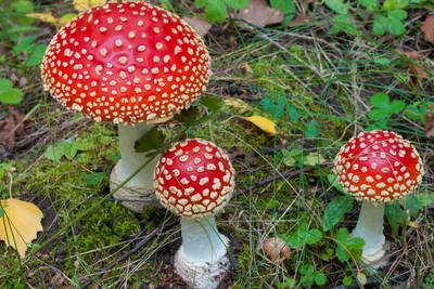 Ядовитые грибы Казахстана и Заилийского Алатау: внешний вид и ядовитые  свойства