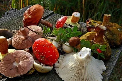 Как отличить ядовитые грибы от съедобных: 10 правил, позволяющих избежать  смертельной ошибки | Zelendvir