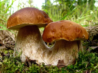Окей, Посад: Как определить съедобные и распознать ядовитые грибы
