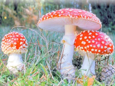 Ядовитые грибы: что делать, если произошло отравление 12 августа 2022