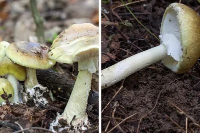 Как отличить ядовитый гриб от съедобного, как выглядит бледная поганка,  сатанинский гриб, желчный гриб - 3 сентября 2021 - НГС