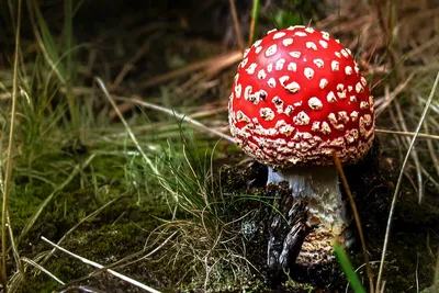 Ядовитые, лекарственные и культивируемые грибы | Природница. Канал о  природе и экомероприятиях | Дзен