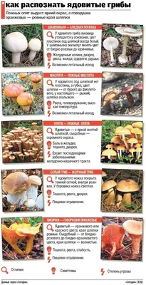Идеи на тему «Грибы» (220) | грибы, дикие грибы, садовые грибы