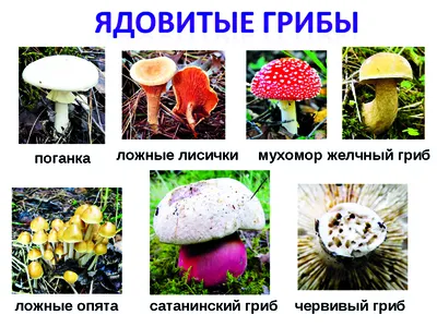 Дикорастущие грибы — смертельно опасный деликатес | Приазовская степь
