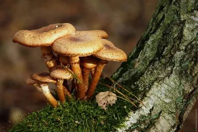 Россиянам раскрыли способ моментально распознать съедобные грибы зимой —  Секрет фирмы