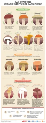 Как отличить ядовитые грибы от съедобных - инфографика и советы | Стайлер