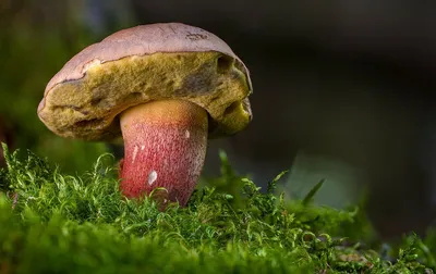 Как отличить ядовитые грибы от съедобных. Фото | 360°