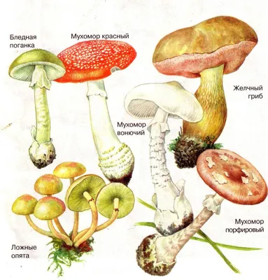 Грибы съедобные и ядовитые. Описания и виды грибов с фото. | Stuffed  mushrooms, Nature illustration, Botanical illustration