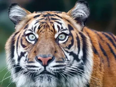 Бенгальский тигр прогулялся по улицам города, перепугав жителей - TOPNews.RU