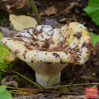 🍄 Груздь осиновый (Lactarius controversus) — Съедобные и условно съедобные  грибы, описание, фото | LePlants.ru