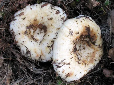 Груздь белый (Lactarius resimus) фото и описание