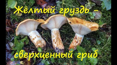 Жёлтый груздь - сверхценный гриб. - YouTube