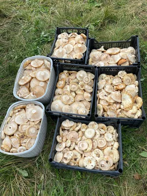 Горожане собирают грузди ведрами: где найти грибы в лесах под Тюменью в  августе 2022 года - 12 августа 2022 - 72.ru