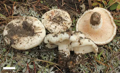 Какие грибы растут под осиной