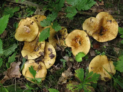 Груздь жёлтый (Lactarius scrobiculatus) фотографии, видео и истории