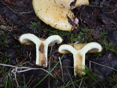 Груздь желтый (Lactarius scrobiculatus) фото и описание